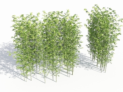 禅意竹子 现代竹子 竹子盆栽 景观竹 园艺竹子 中式竹子景观