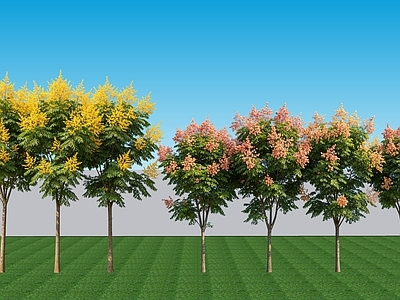 现代主义乔木 2D植物 落叶阔叶乔木栾树 绿植乔木景观栾树