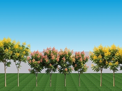 现代主义乔木 2D植物 落叶阔叶乔木栾树 绿植景观乔木栾树