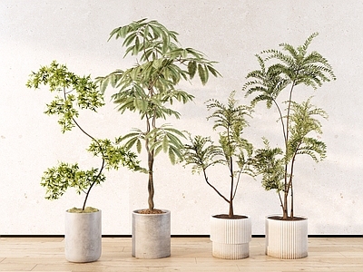 侘寂盆栽 落地观叶绿植盆栽 细叶造型盆栽 中式禅意盆栽 室内绿植景观 马醉木合欢