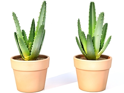 现代沙漠植物