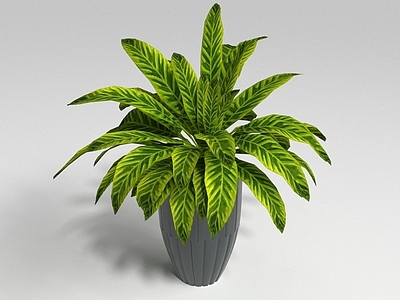 现代盆栽 肖竹芋 植被 盆栽 盆景 植物