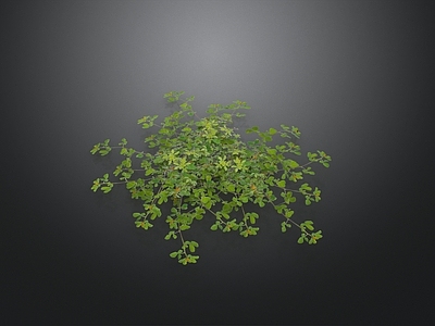 草本植物 植被 地被 花草 草本植物 灌木