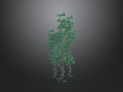 藤蔓 藤曼 花草 植被 绿植 墙饰
