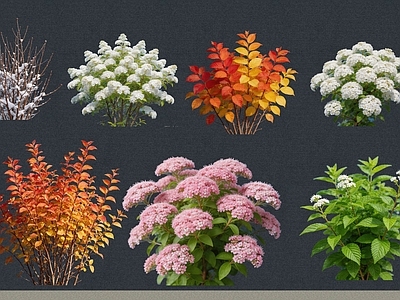 灌木 2D植物 丛生花灌木 绣线菊 绿化雕塑 绿植