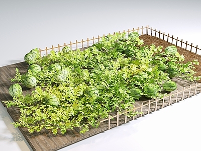 田园草本植物 西瓜地 农作物 大棚西瓜 瓜果蔬菜 西瓜