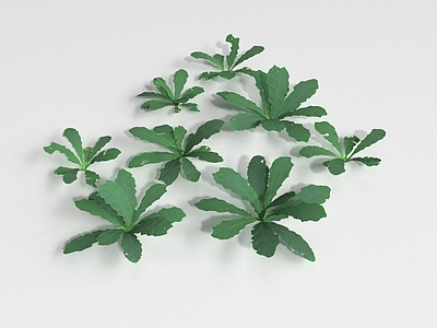 草本植物 低矮草本植物 花草 植被 地被 灌木