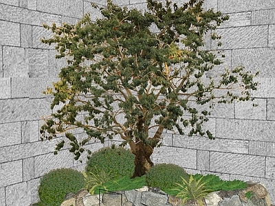 乔木 造型树2