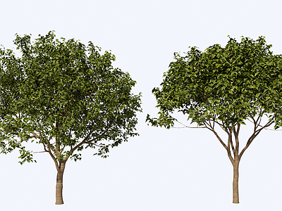 极简乔木 3D乔木桂花树