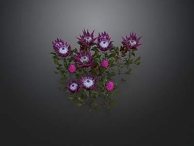 休憩花园 休憩花园 花艺 帝王花 植被 盆栽