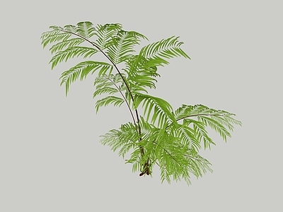 草本植物