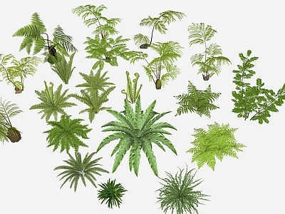 草本植物
