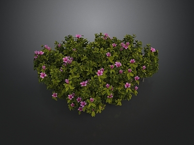 花境 杜鹃花 灌木 花卉 植被 花境