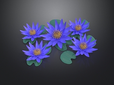 现代花境 蓝紫色睡莲 蓝莲花 花卉 花园 水生植物