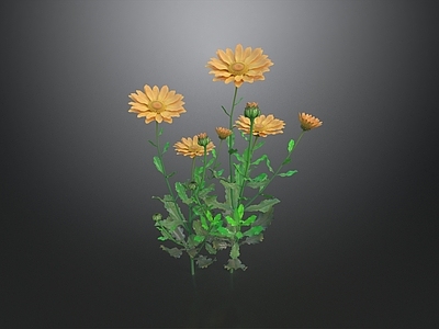 休憩花园 黄色非洲雏菊 花卉 植被 花园 灌木