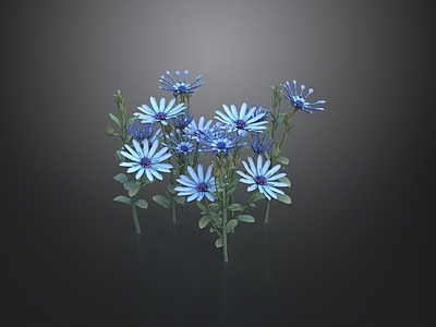 休憩花园 蓝玛格丽特 蓝菊花 花卉 植被 花园