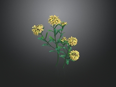 休憩花园 黄色的小花团 花卉 花园 花境 花坪