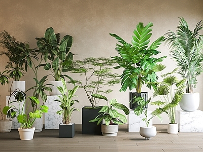 现代简约植物组合 盆栽 绿植 网红绿植 落地盆栽 室内盆栽植物