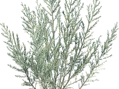 灌木 花境植物 2D梭梭树 2D地被 现代灌木