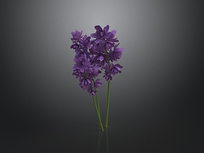 极简休憩花园 紫色花束 花卉 花景 花境 花园