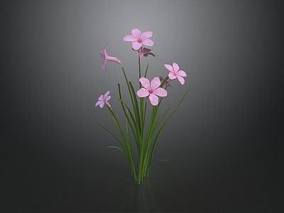 极简花境 粉花草本植物 小花 花卉 花景 花境