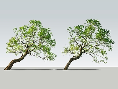 极简乔木 2D斜飘乌桕树 歪脖子乌桕树 临水乌桕树 斜飘景观树 斜飘树