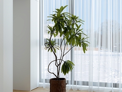 极简盆栽 室内绿植 落地盆栽 窗边植物 叶片观赏 绿植摆件