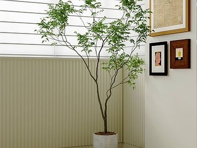 现代简约盆栽 室内绿植 落地盆栽 窗边植物 叶片观赏 绿植摆件