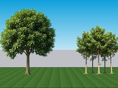现代主义乔木 2D植物 常绿阔叶乔木榕树