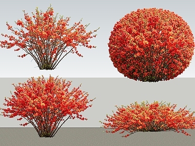 灌木 2D植物 丛生花灌木 贴梗海棠 绿化雕塑 绿植
