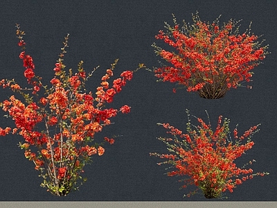 灌木 2D植物 丛生花灌木 贴梗海棠 绿化雕塑 绿植