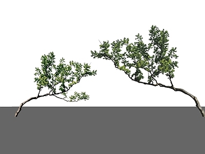 新中式景观乔木 乌桕 精品乌桕 斜飘乌桕 景观乔木
