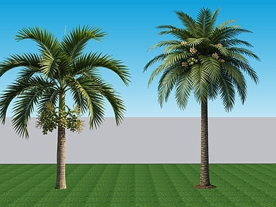 现代主义乔木 2D植物 常绿阔叶乔木棕榈 南方热带景观树