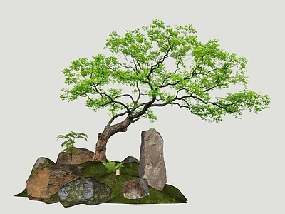 禅意乔木 2D乌桕树与景石 景石斜飘乌桕组合 景观石头与乌桕树 景石斜飘树组合 景石组合景观