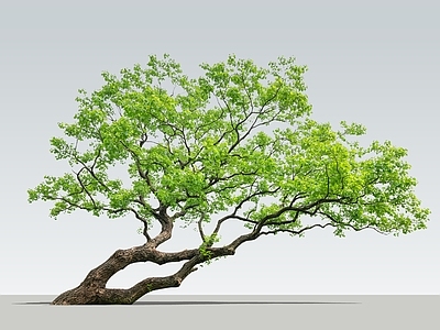 新中式景观乔木 2D斜飘乌桕树 精品斜飘树 景观斜飘乌桕树 歪脖子景观树 斜飘乔木
