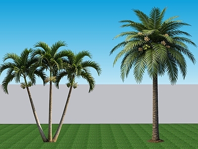 极简乔木 2D植物 常绿阔叶乔木棕榈 热带景观树棕榈