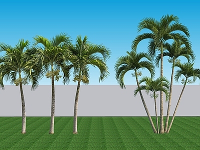 现代主义乔木 2D植物 常绿阔叶乔木棕榈 热带绿植景观树