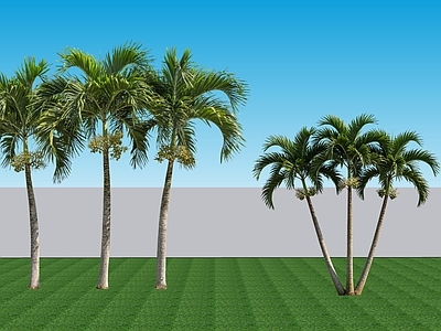 现代主义乔木 2D植物 常绿阔叶乔木棕榈