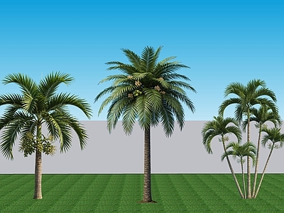 现代主义乔木 2D植物 常绿阔叶乔木棕榈
