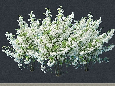 灌木 2D植物 丛生花灌木 白鹃梅 绿化雕塑 绿植