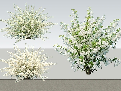 灌木 2D植物 丛生花灌木 白鹃梅 绿化雕塑 绿植