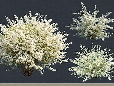 灌木 2D植物 丛生花灌木 白鹃梅 绿化雕塑 绿植