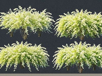 灌木 2D植物 丛生花灌木 太平花 绿化雕塑 绿植