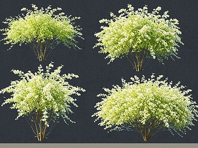 灌木 2D植物 丛生花灌木 太平花 绿化雕塑 绿植