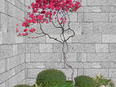 新中式景观乔木 杜鹃花树 造型乔木