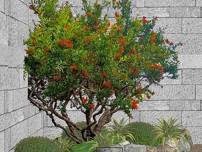 新中式景观乔木 石榴树 造型花树
