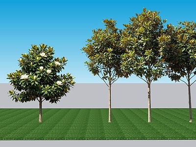 现代主义乔木 2D植物 阔叶乔木广玉兰 景观绿植广玉兰