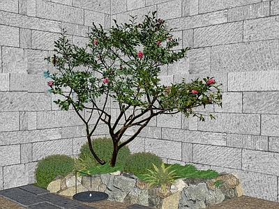 禅意乔木 2D山茶花 花树