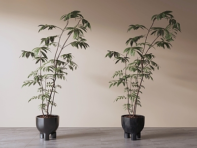 极简盆栽 盆栽绿植