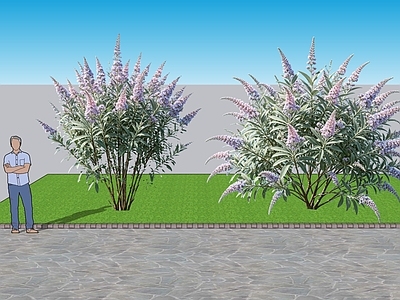 现代主义灌木 2D植物 丛生花灌木 醉鱼草 绿化雕塑 绿植
